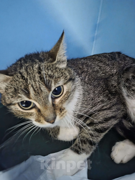 Кошки в Москве: Котёнок ищет семью Девочка, Бесплатно - фото 3