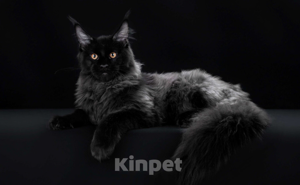 Кошки в Москве: Ласковый уголек в ваш дом Мальчик, 70 000 руб. - фото 3