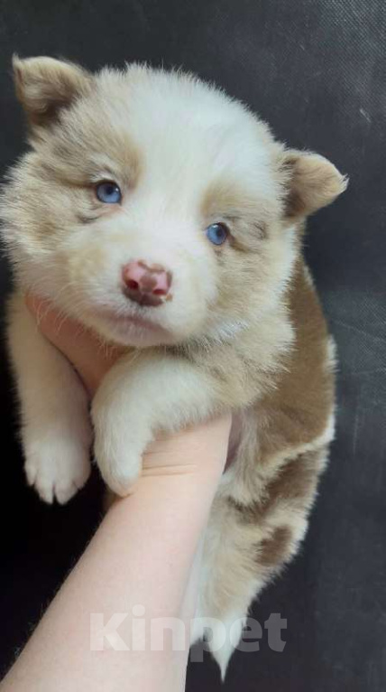 Собаки в других городах Московской области: Бордер колли шикарный голубоглазый мальчик Мальчик, 90 000 руб. - фото 8