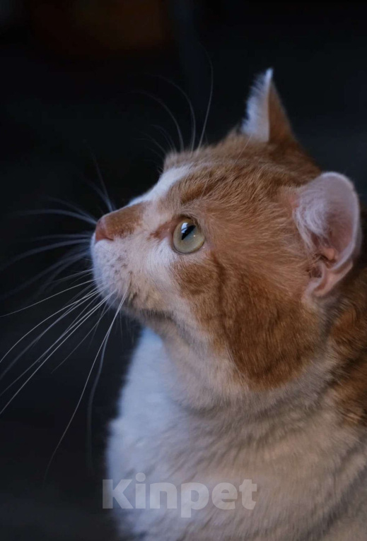Кошки в Санкт-Петербурге: Пашенька из приюта Мальчик, Бесплатно - фото 1