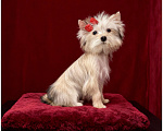 Собаки в Москве: Мини йорк девочка золотая подрощенная Девочка, 70 000 руб. - фото 2
