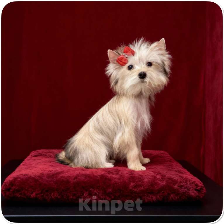 Собаки в Москве: Мини йорк девочка золотая подрощенная Девочка, 70 000 руб. - фото 2