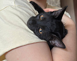 Кошки в Москве: Котенлк Локи ищет дом Мальчик, Бесплатно - фото 3