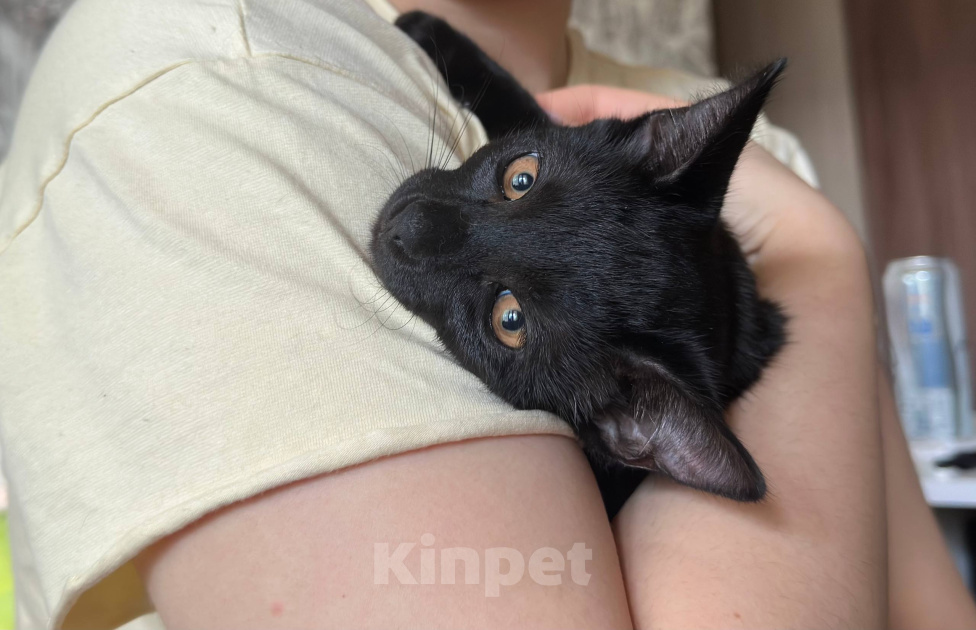 Кошки в Москве: Котенлк Локи ищет дом Мальчик, Бесплатно - фото 3
