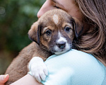 Собаки в Солнечногорске: Щенок в дар Мальчик, Бесплатно - фото 1