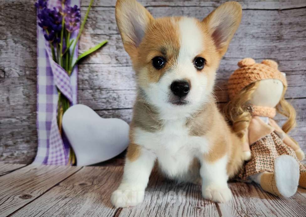 Собаки в Мценске: Девочка Дикая Орхидея Девочка, 50 000 руб. - фото 6