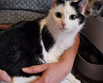 Кошки в Москве: Ласковая кошечка Муся 1,5 годика Девочка, 5 руб. - фото 2