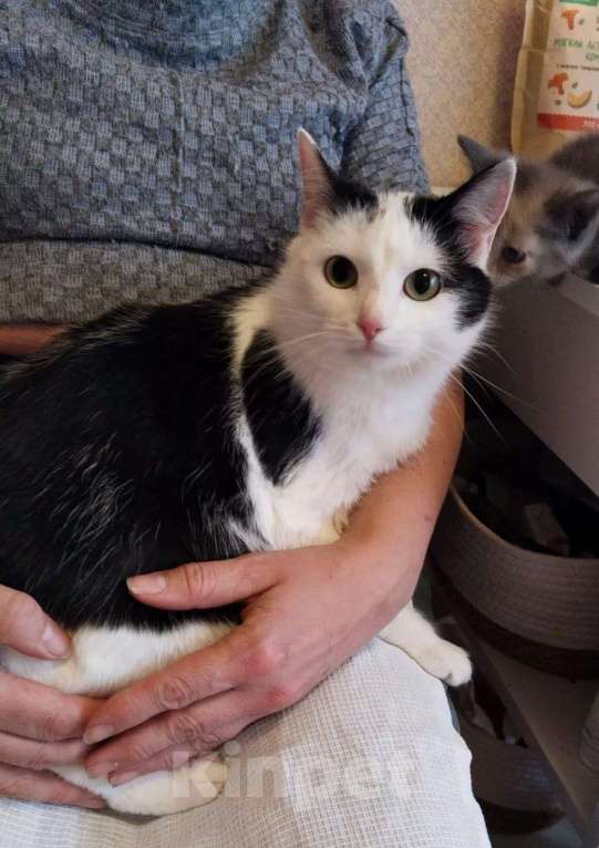 Кошки в Москве: Ласковая кошечка Муся 1,5 годика Девочка, 5 руб. - фото 2