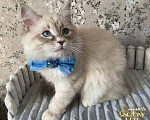 Кошки в Санкт-Петербурге: Невский маскарадный котенок Мальчик, 45 000 руб. - фото 5