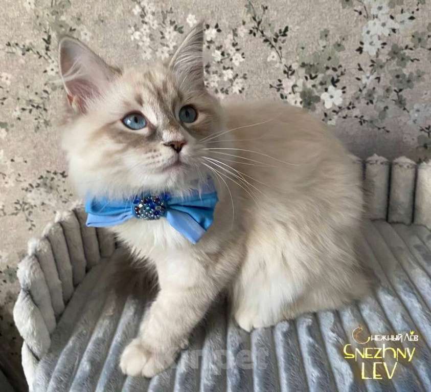 Кошки в Санкт-Петербурге: Невский маскарадный котенок Мальчик, 45 000 руб. - фото 5