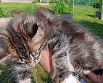 Кошки в Новоалександровске: Чистокровные котята породы мейн-кун Мальчик, 30 000 руб. - фото 6