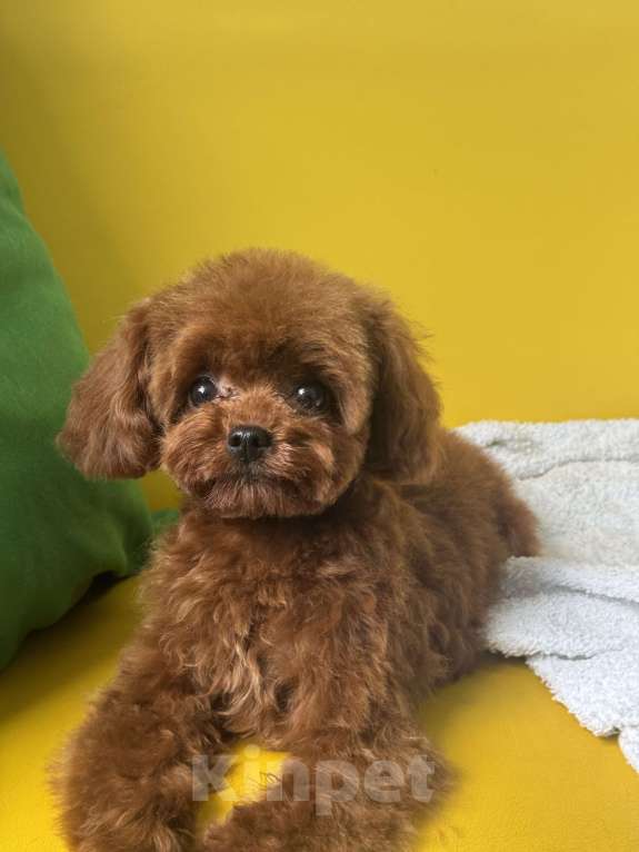 Собаки в Ейске: Тедди пудель девочка 7 месяцев , импорт Китай , невероятно красивая, густая шерсть  Девочка, 370 000 руб. - фото 1