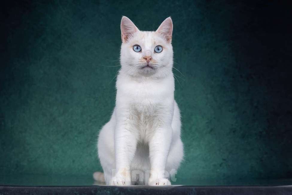 Кошки в Москве: Белый голубоглазый кот в дар Мальчик, 1 руб. - фото 4