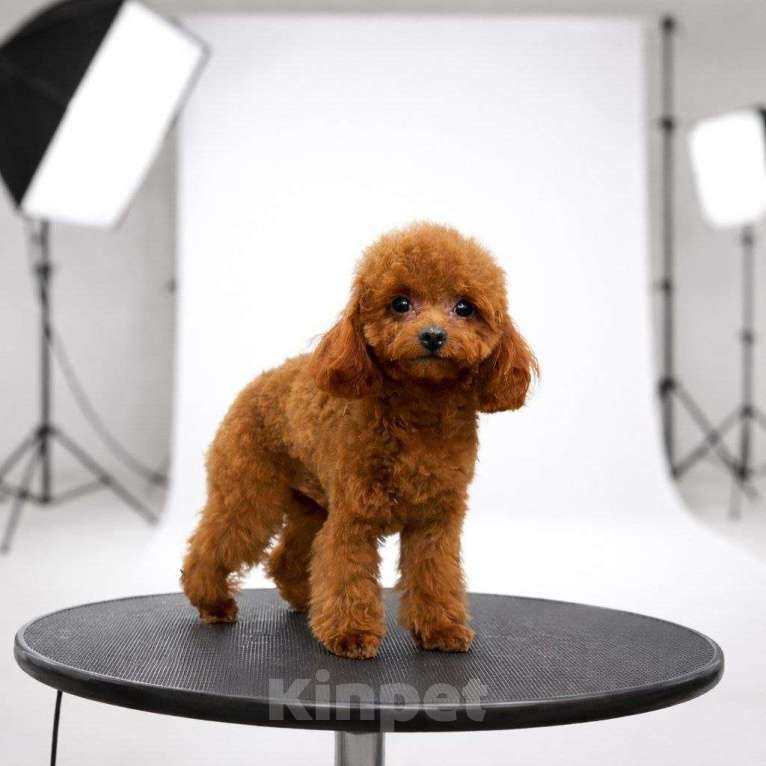 Собаки в Москве: Тедди пудель Мальчик, 90 000 руб. - фото 1