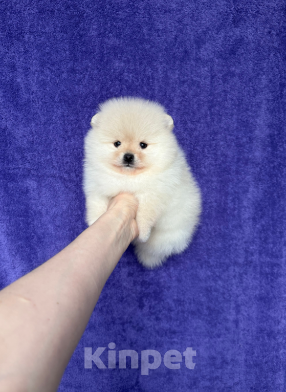 Собаки в Москве: Малыш Мальчик, 30 000 руб. - фото 1