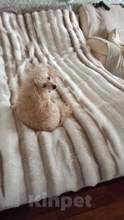 Собаки в Альметьевске: Той-пудель вязка  Мальчик, 1 000 руб. - фото 5