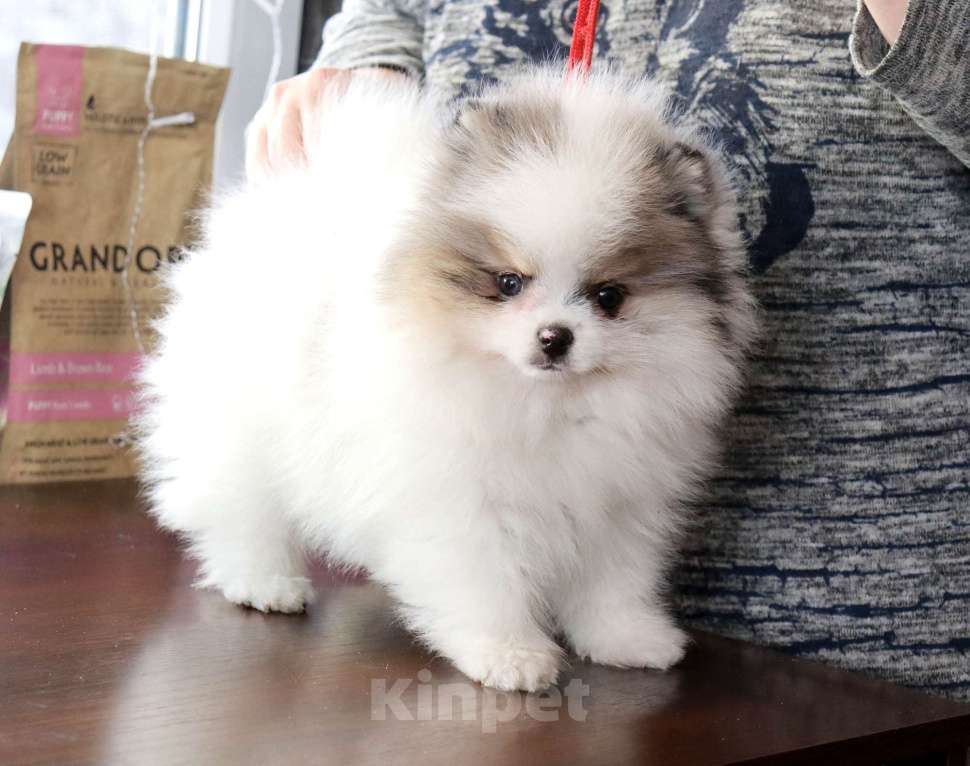 Собаки в Москве: Экcклюзивный красавчик шпица Мальчик, Бесплатно - фото 4