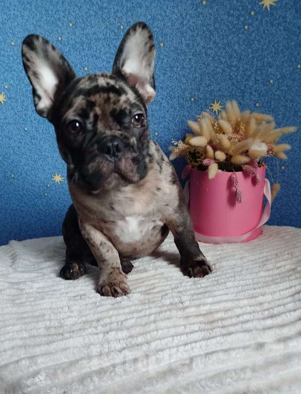 Собаки в Москве: Мальчик французский бульдог Мальчик, 55 000 руб. - фото 3