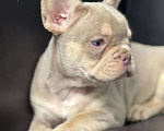 Собаки в Санкт-Петербурге: Французский бульдог мальчик щенок Мальчик, 50 000 руб. - фото 2