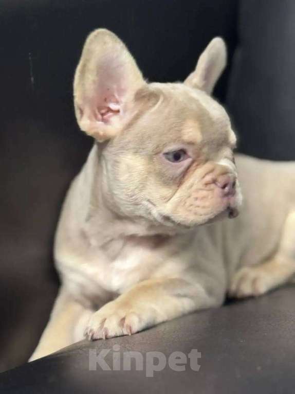 Собаки в Санкт-Петербурге: Французский бульдог мальчик щенок Мальчик, 50 000 руб. - фото 2
