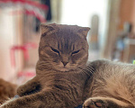 Кошки в Белгороде: Потерялся кот Мальчик, 1 000 руб. - фото 1