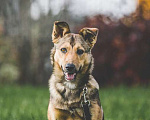 Собаки в Подольске: Нита веселая собачка ищет дом. Девочка, Бесплатно - фото 1