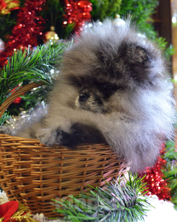 Собаки в Бийске: Щенки померанского щенка Мальчик, 50 000 руб. - фото 6