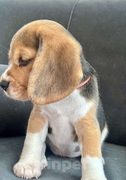 Собаки в Челябинске: Щенки бигля от Чемпионов РКФ бигле родителей Девочка, Бесплатно - фото 8