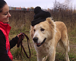 Собаки в Видном: Старк, 5 лет, алабай/ретривер Мальчик, Бесплатно - фото 4