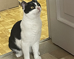 Кошки в Москве: Макс ваш кот Мальчик, Бесплатно - фото 4