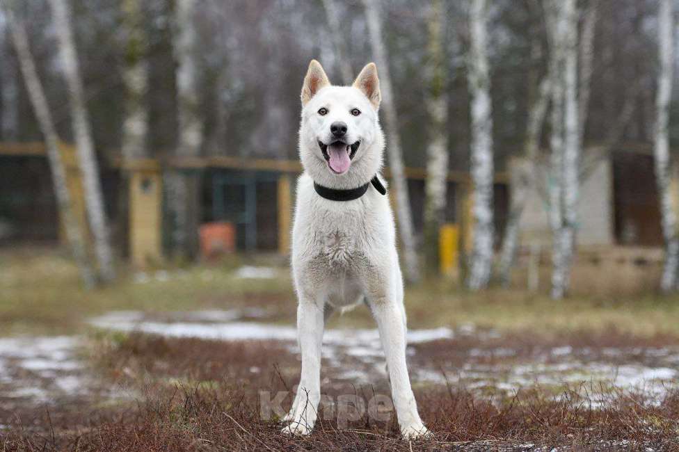 Собаки в Павловском Посаде: Вайт  Мальчик, Бесплатно - фото 2