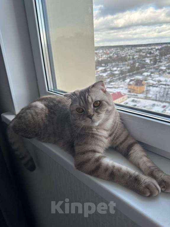 Кошки в Наро-Фоминске: Кот шотландец в добрые руки Мальчик, Бесплатно - фото 2