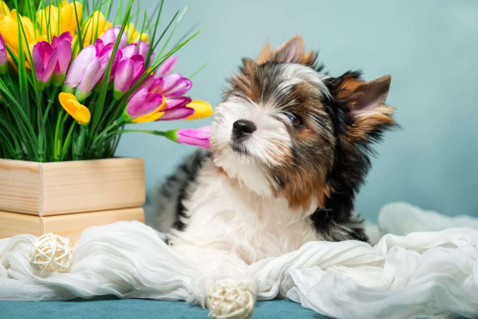 Собаки в Вологде: Таюшка ждёт весну и маму! Очаровательный мальчик бивер терьера (док. РКФ) Мальчик, 85 000 руб. - фото 4
