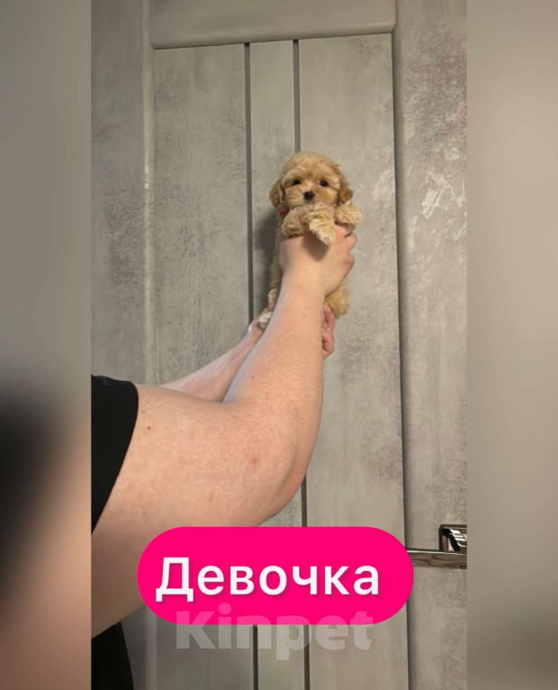 Собаки в Уфе: Мальтипу F1 девочки и мальчики  Девочка, 100 руб. - фото 1