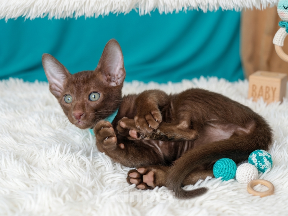 Кошки в Владивостоке: продаются котята ориентальной породы Мальчик, 30 000 руб. - фото 3