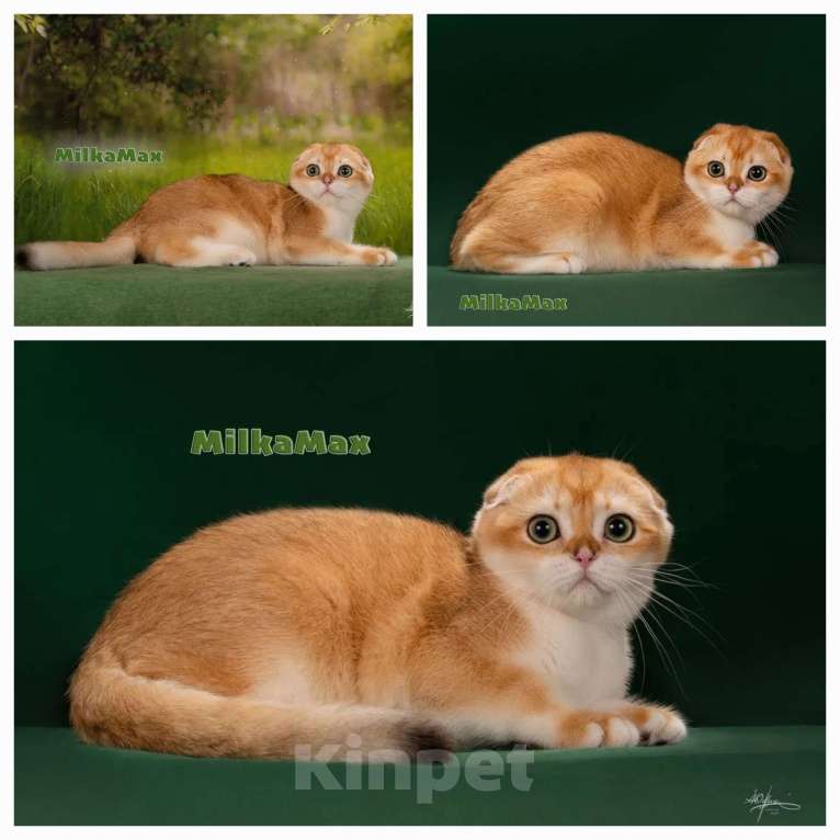 Кошки в Москве: Котята фолд и страйт Мальчик, 60 000 руб. - фото 2