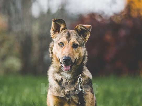 Собаки в Подольске: Нита веселая собачка ищет дом. Девочка, Бесплатно - фото 1