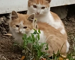 Кошки в Москве: Котята бобтейлы в добрые руки Мальчик, Бесплатно - фото 2