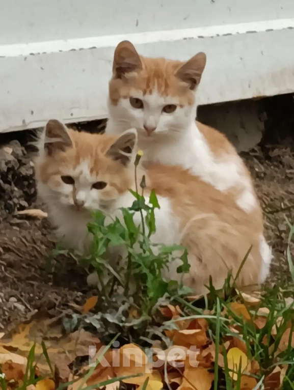 Кошки в Москве: Котята бобтейлы в добрые руки Мальчик, Бесплатно - фото 2