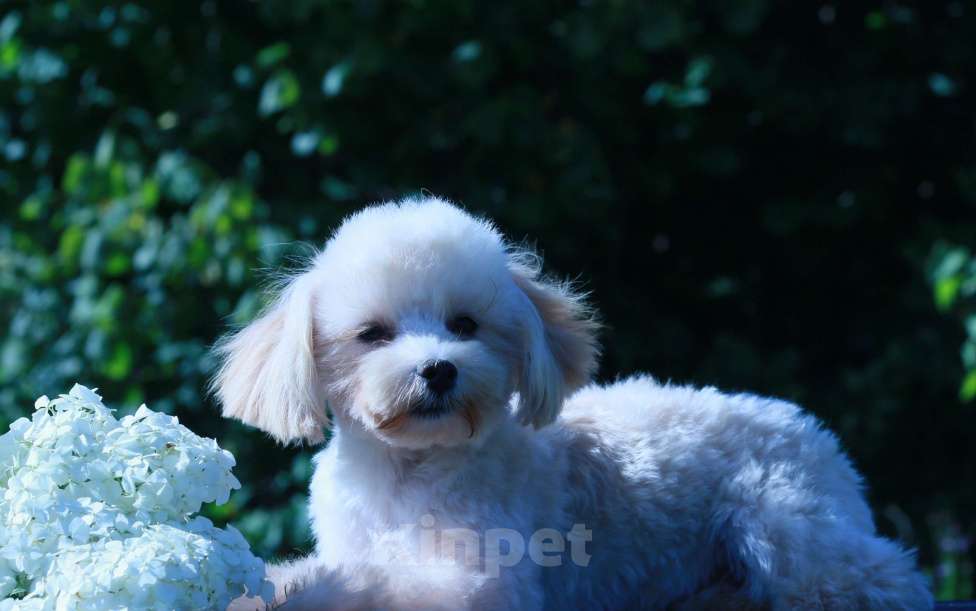 Собаки в Москве: мальтипу ф1 мини Девочка, 100 000 руб. - фото 2