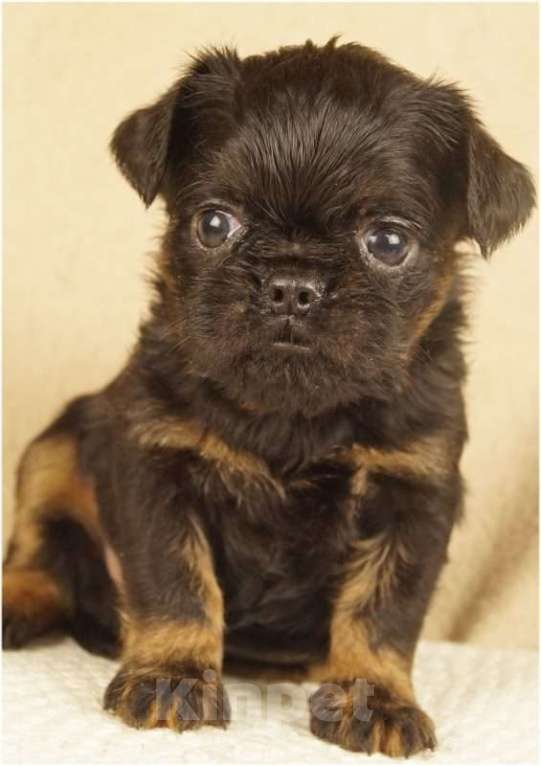 Собаки в Москве: ЗАРНИЦА Девочка, 90 000 руб. - фото 5