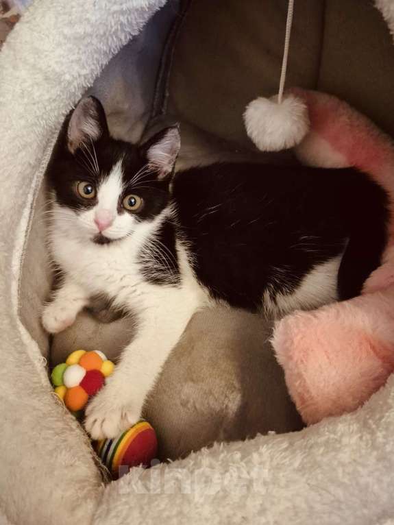 Кошки в Москве: Котенок в добрые руки Девочка, 10 руб. - фото 7