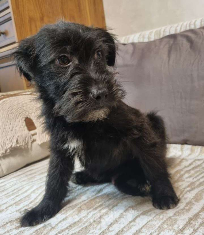 Собаки в Москве: Уголек. Ищет дом, вкусняшки  и хозяйскую руку. Мальчик, Бесплатно - фото 3