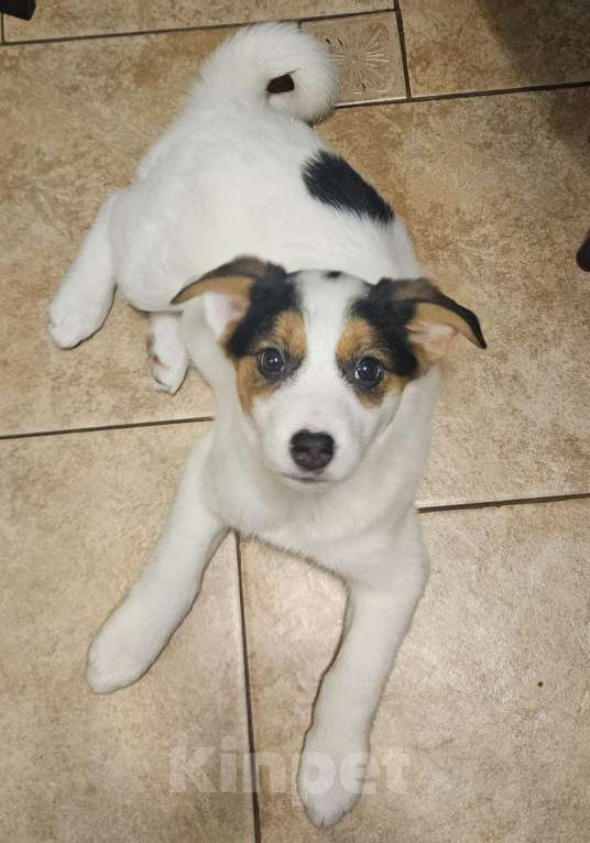 Собаки в Москве: Маленькая путешественница Девочка, Бесплатно - фото 3