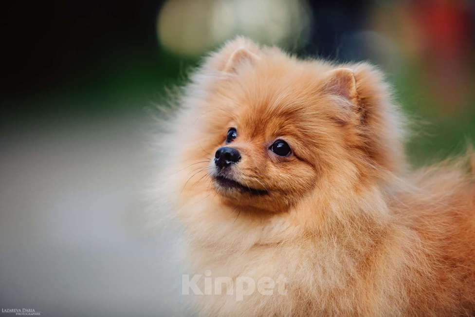 Собаки в Москве: Щенки  шпица (малого) Мальчик, 60 000 руб. - фото 5