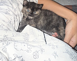 Кошки в Москве: Котенок в добрые руки Девочка, Бесплатно - фото 1