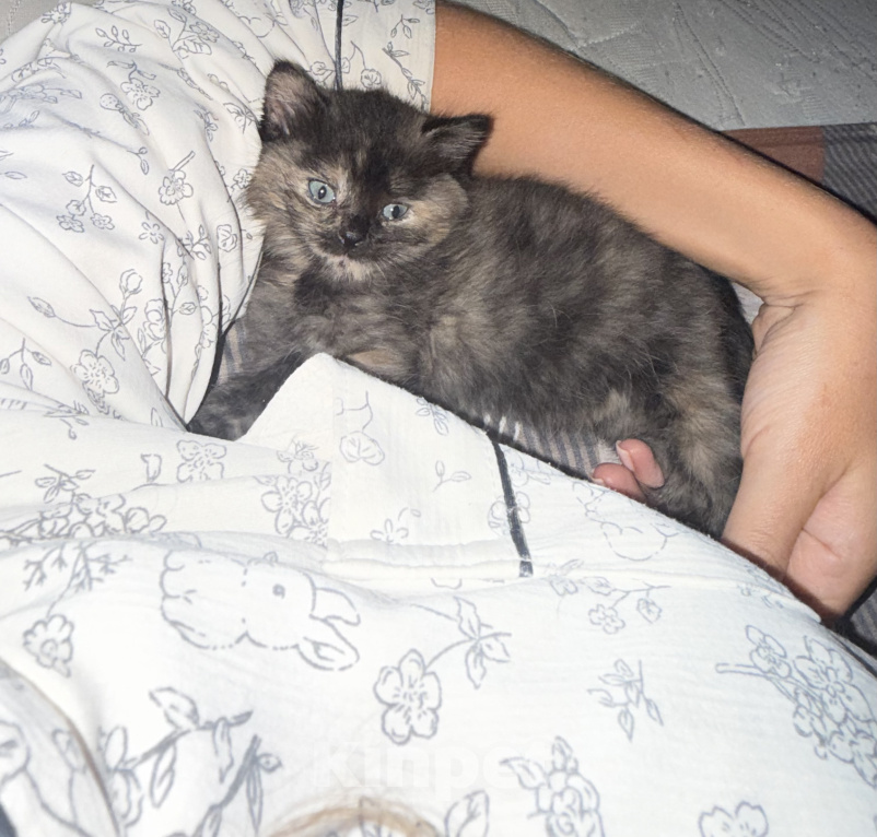 Кошки в Москве: Котенок в добрые руки Девочка, Бесплатно - фото 1