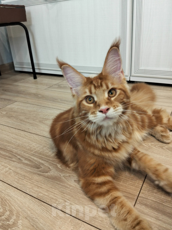 Кошки в Сергиеве Посаде: Мейн-кун котята Девочка, 25 000 руб. - фото 2