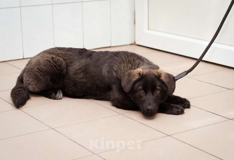 Собаки в Москве: Рокси, 4 месяца ищет дом! Девочка, Бесплатно - фото 9