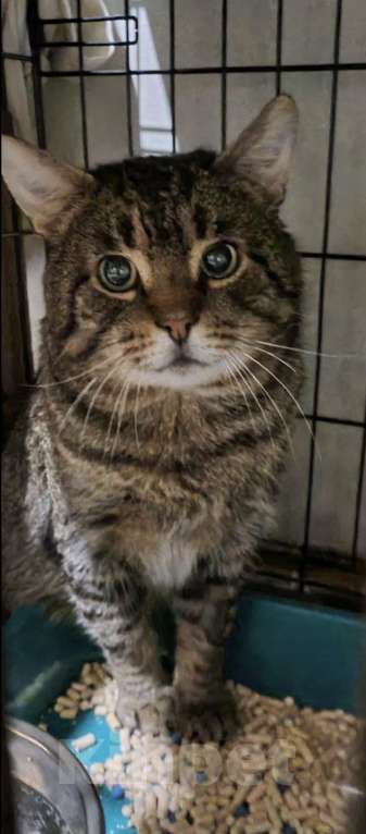 Кошки в Санкт-Петербурге: Тигра ждет своего Человека Мальчик, Бесплатно - фото 2